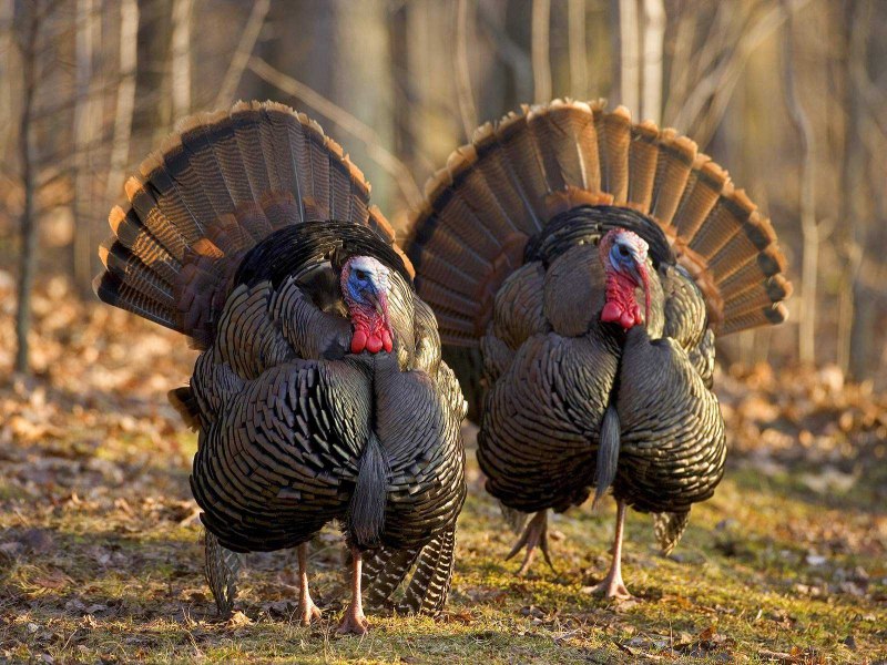 Индейка обыкновенная meleagris gallopavo