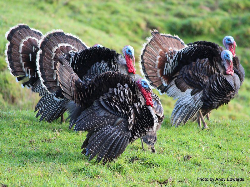 Индейка обыкновенная meleagris gallopavo