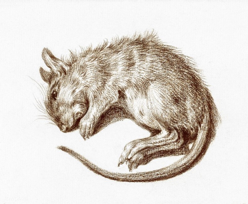 Josephoartigasia Mones