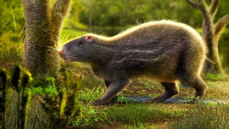 Phoberomys pattersoni