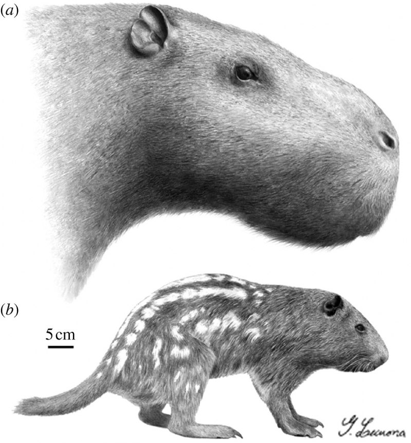 Phoberomys pattersoni