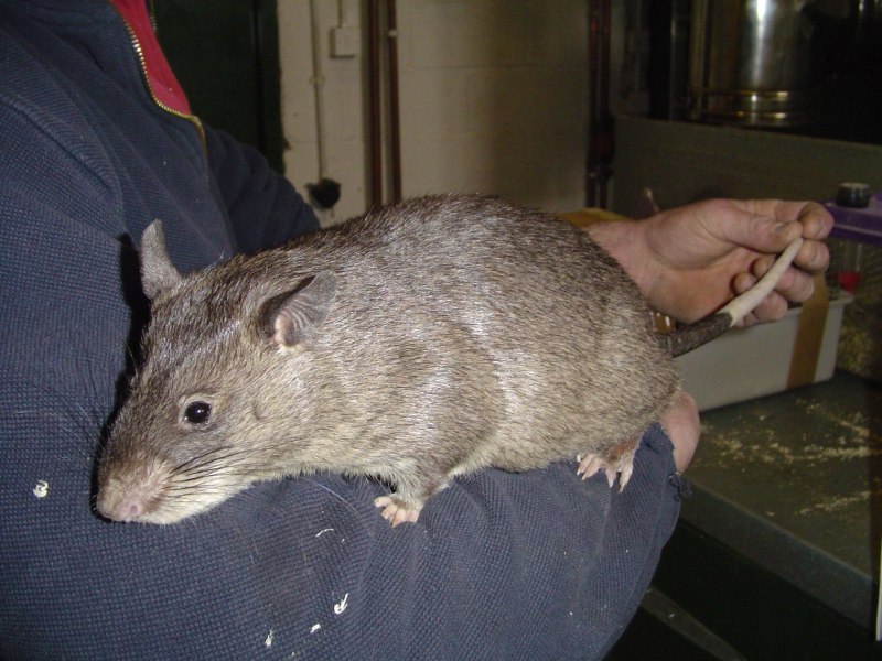 Phoberomys pattersoni