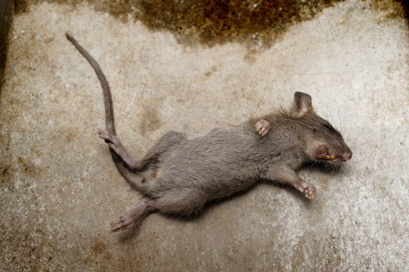 Серая крыса Rattus norvegicus