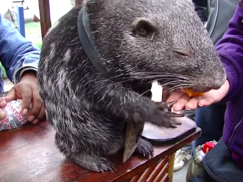 МТГ rat Colony