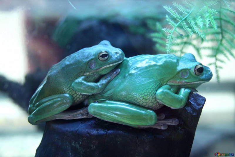 Коралловая квакша