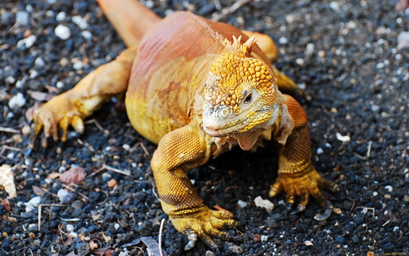 Игуана красная (Iguana Iguana)