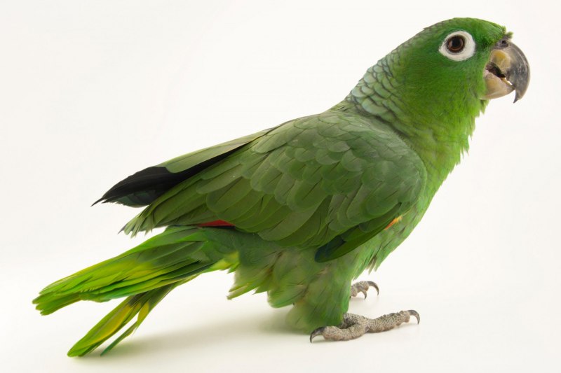 Cotorro