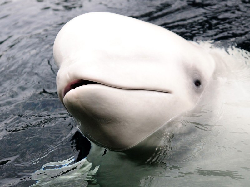 Baleine Blanche 1987