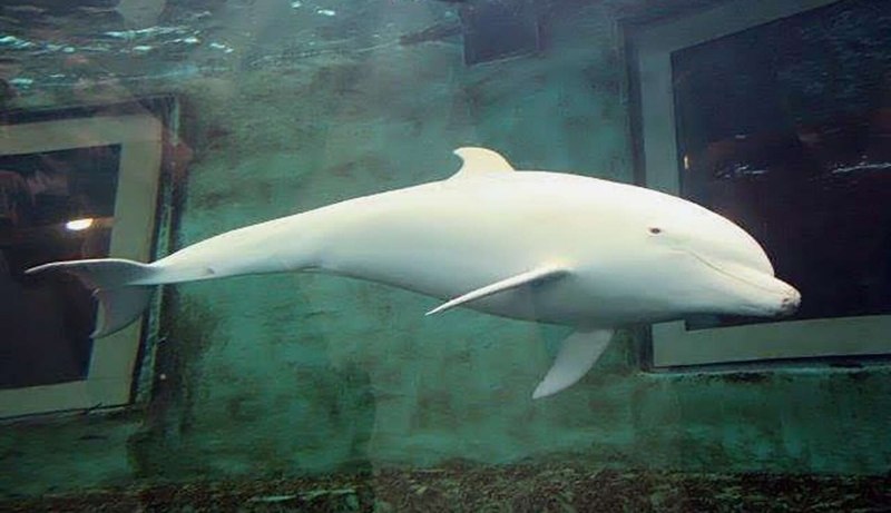 Косатка альбинос Айсберг