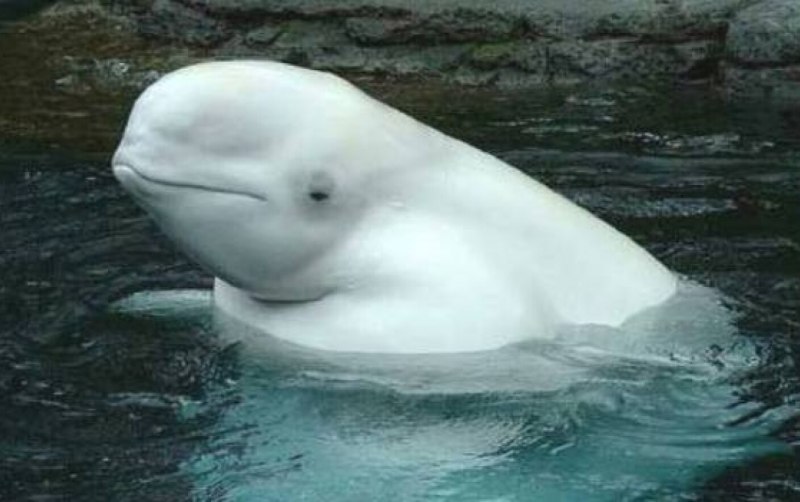 Полярный Дельфин Белуха