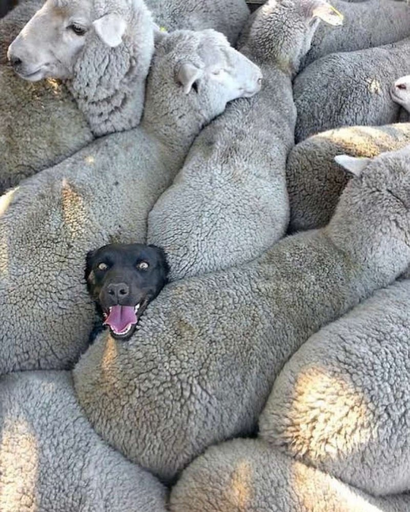 Собака овца
