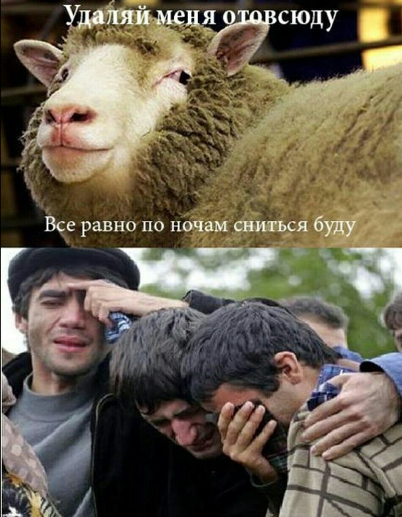Шутки про хачиков