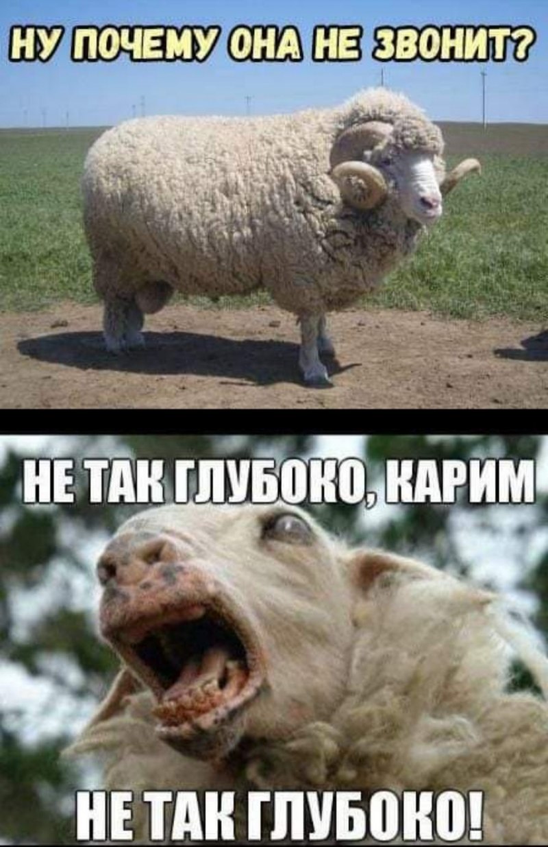 Баран прикол