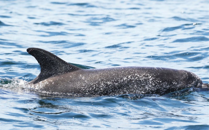 Cephalorhynchus commersonii
