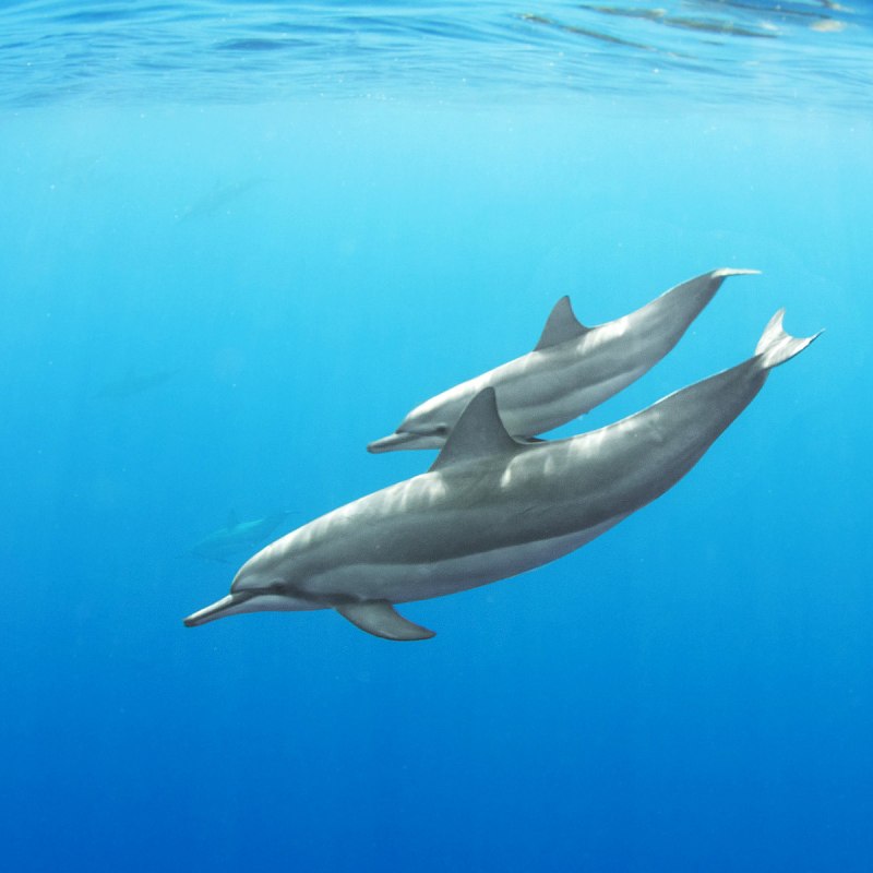 Cephalorhynchus commersonii
