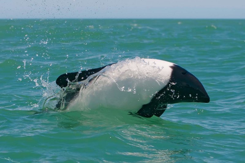 Pantropical spotted Dolphin Stenella attenuata