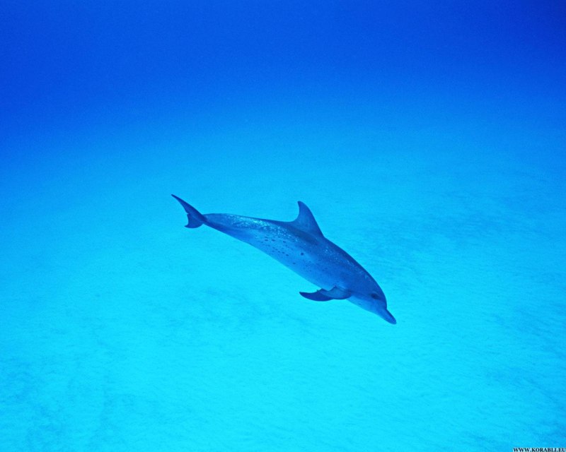 Длиннорылый продельфин (Stenella longirostris)