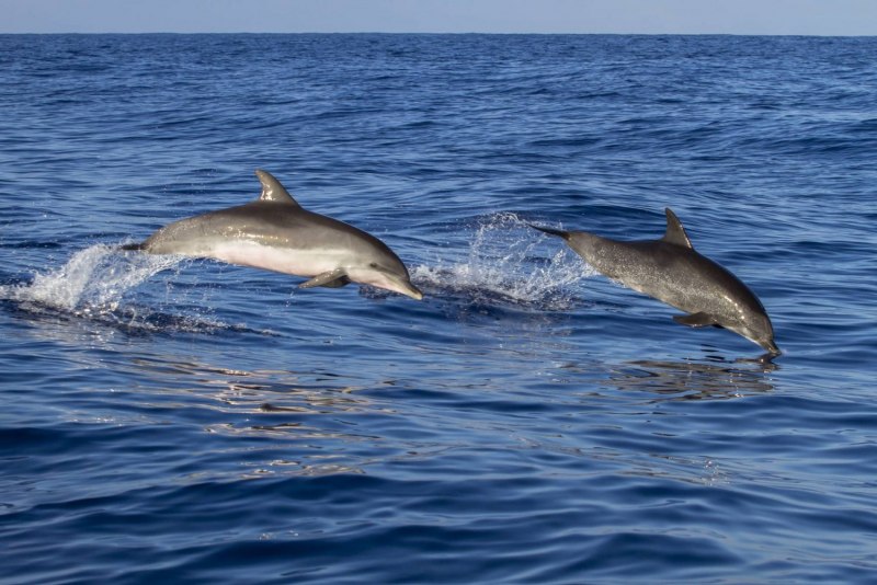 Cephalorhynchus commersonii