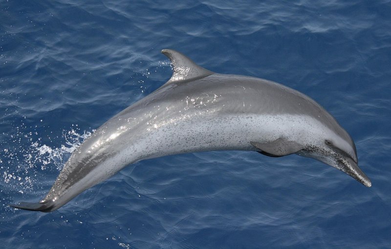 Cephalorhynchus commersonii