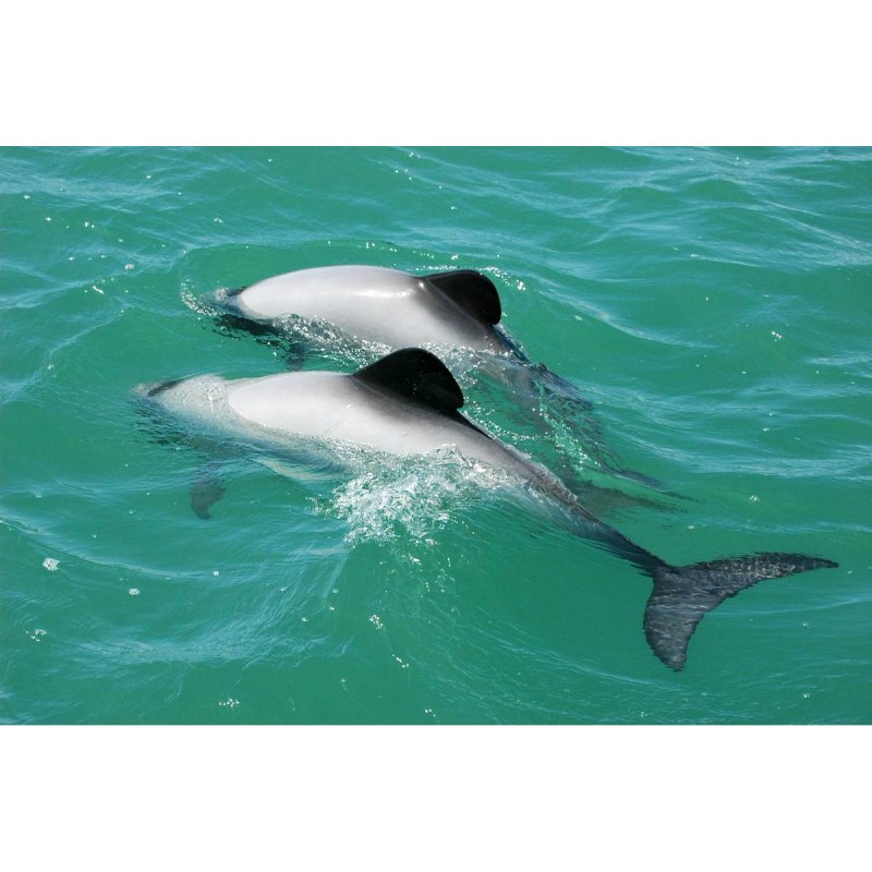Cephalorhynchus commersonii