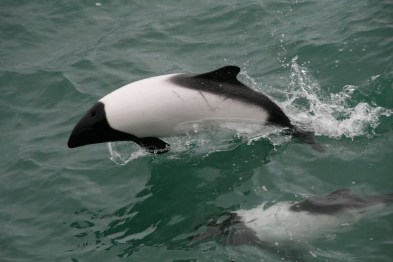 Pantropical spotted Dolphin Stenella attenuata