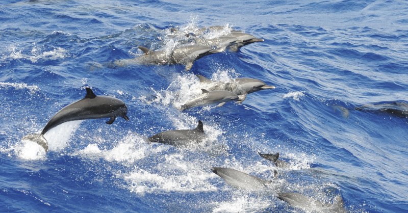 Дельфин Гектора Cephalorhynchus hectori
