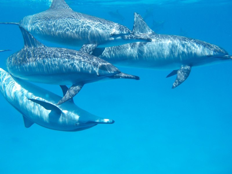 Commerson's Dolphin