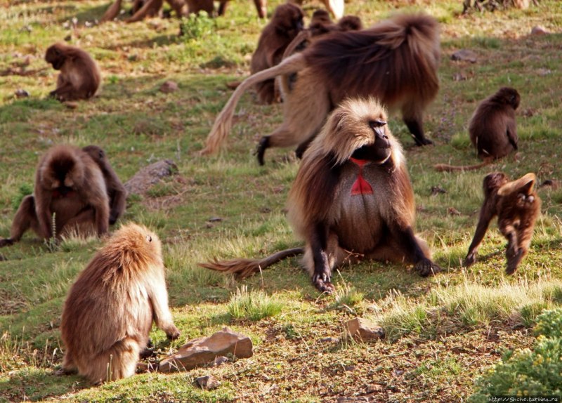 Theropithecus gelada