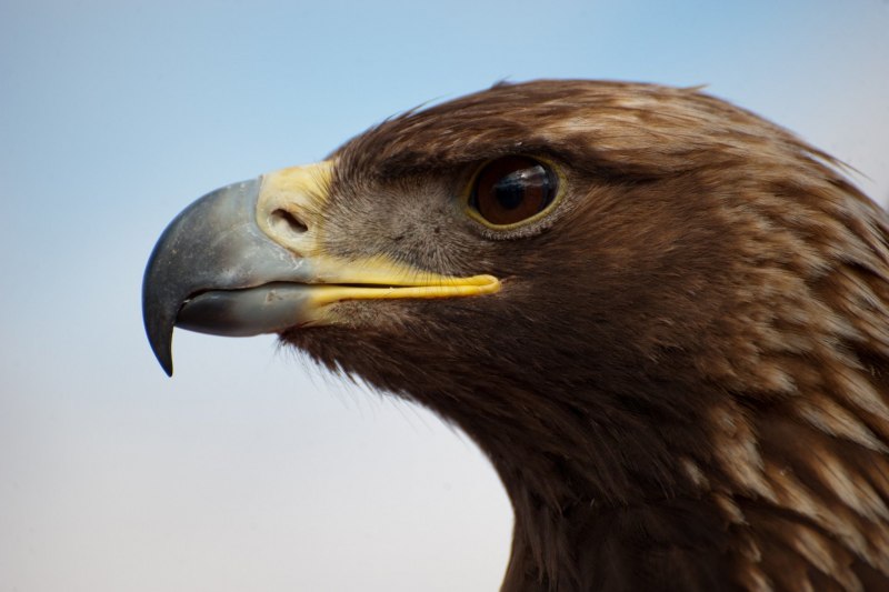 National animal of Germany