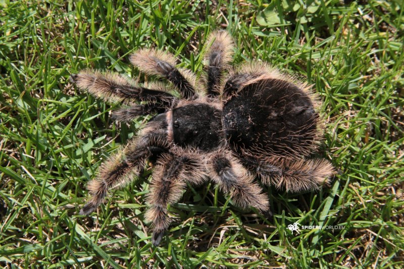 Паук птицеед Brachypelma albopilosum