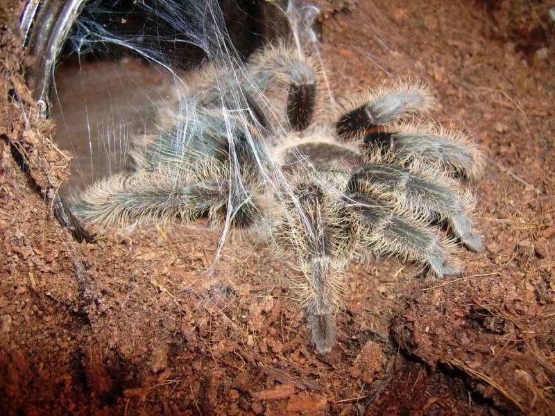Brachypelma albopilosum