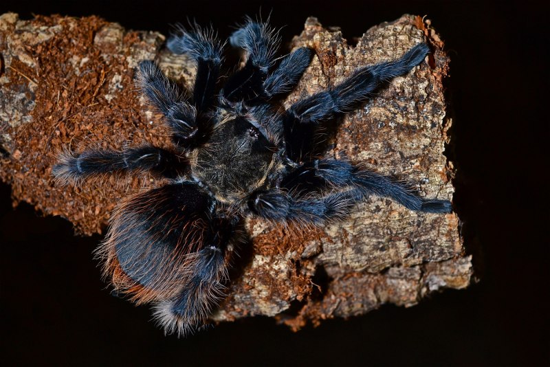 Brachypelma Альба