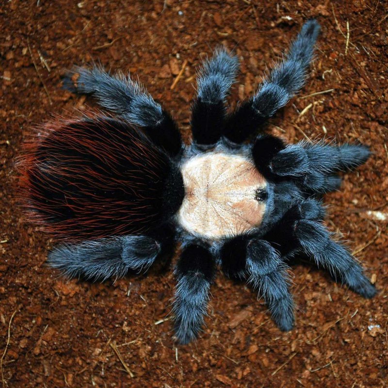 Паук-птицеед Brachypelma albiceps