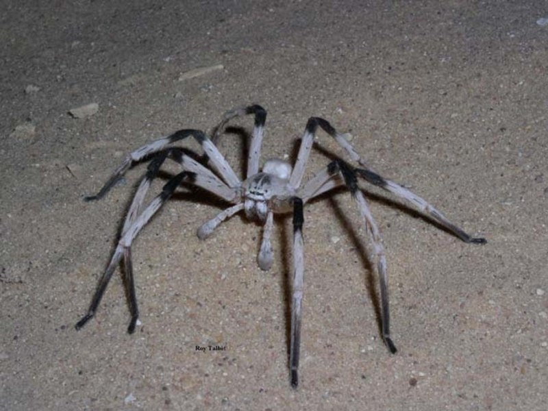 Cerbalus aravaensis