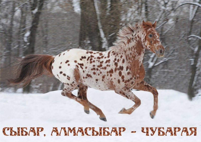 Чубарая лошадь Аппалуза