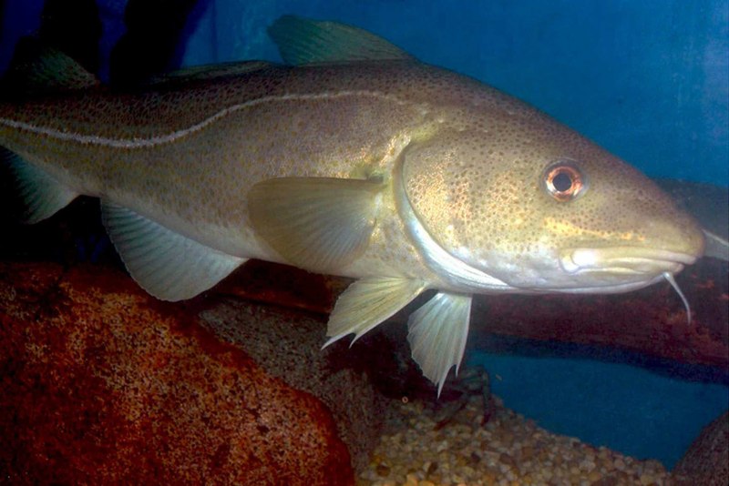Атлантическая треска (gadus morhua)