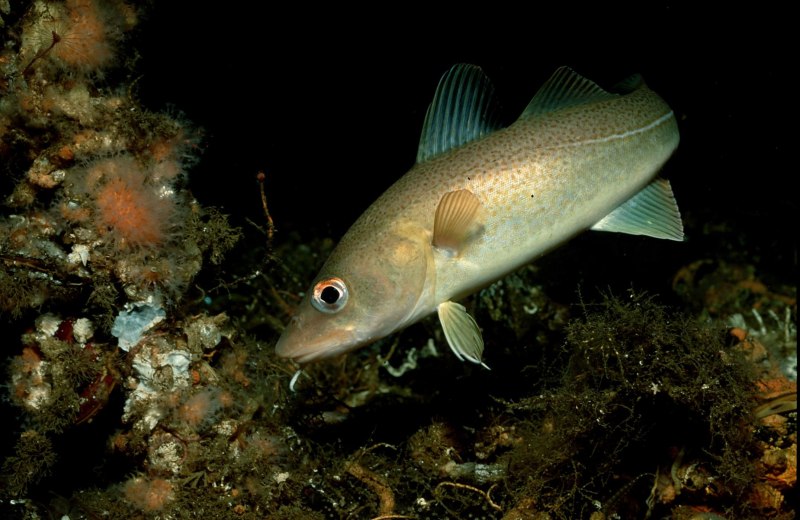 Треска Тихоокеанская-gadus morhua macrocephalus