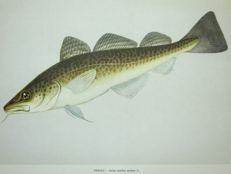 Трески (gadus macrocephalus)