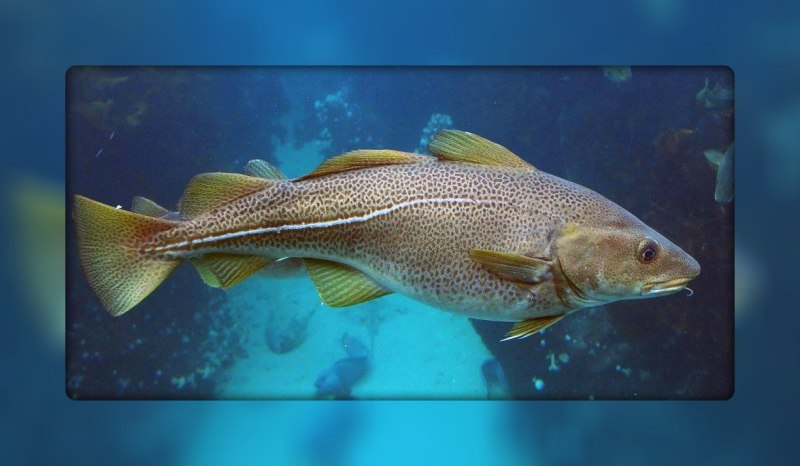 Треска Тихоокеанская-gadus morhua macrocephalus