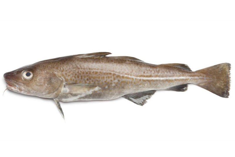 Атлантическая треска (gadus morhua)