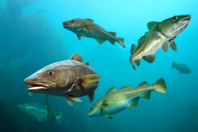 Atlantic Cod рыба