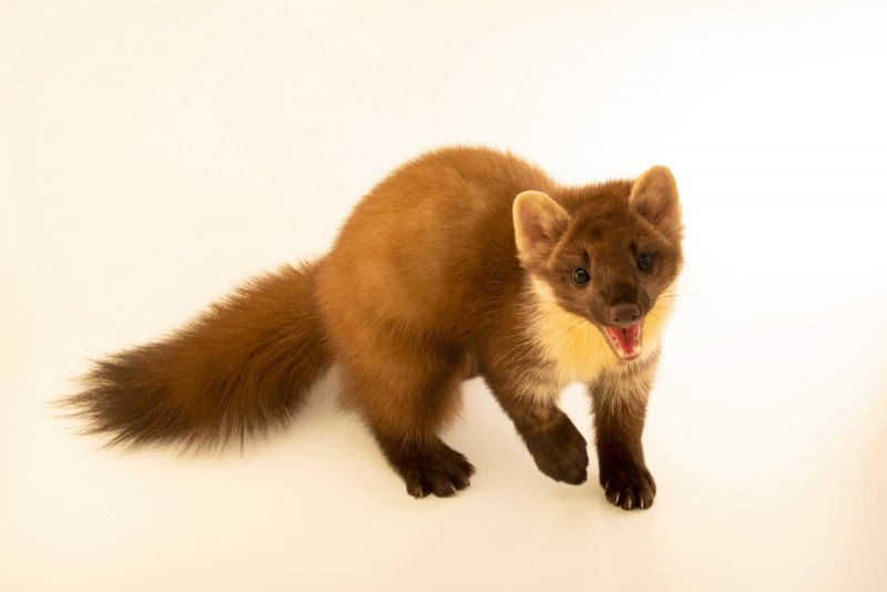 Ласка (Mustela nivalis)