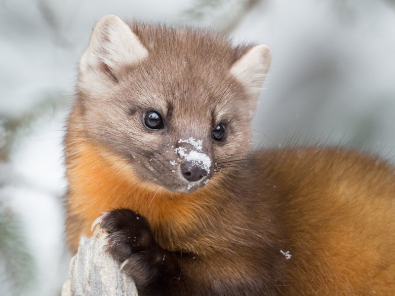 Светлый хорь – Mustela eversmanni
