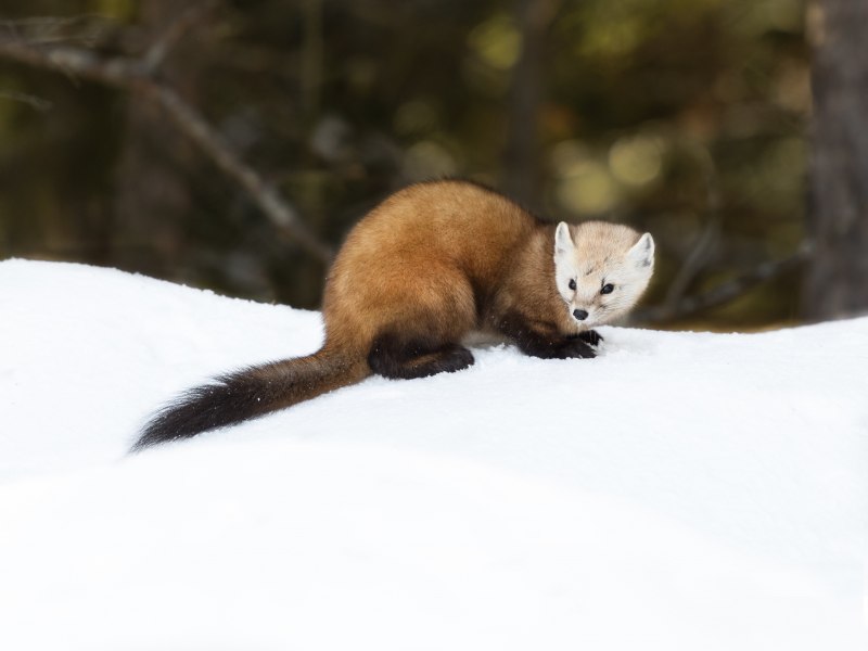 Ласка (Mustela nivalis)