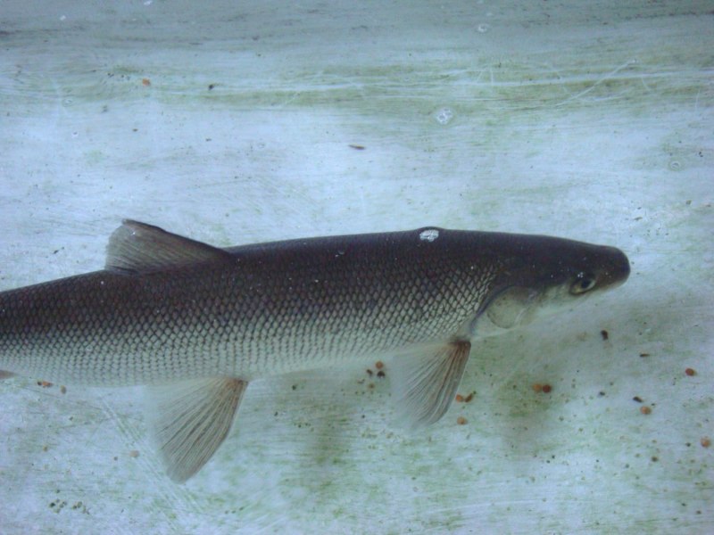 Белорыбица - Stenodus leucichthys (