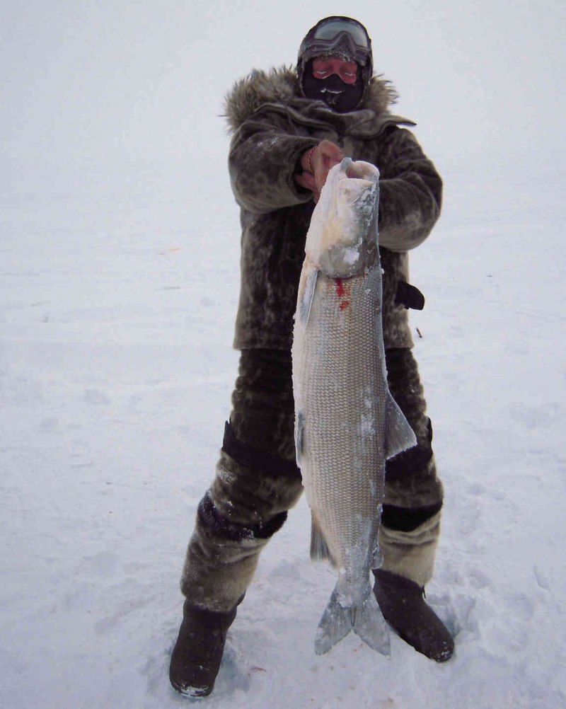 Нельма (Stenodus leucichthys)