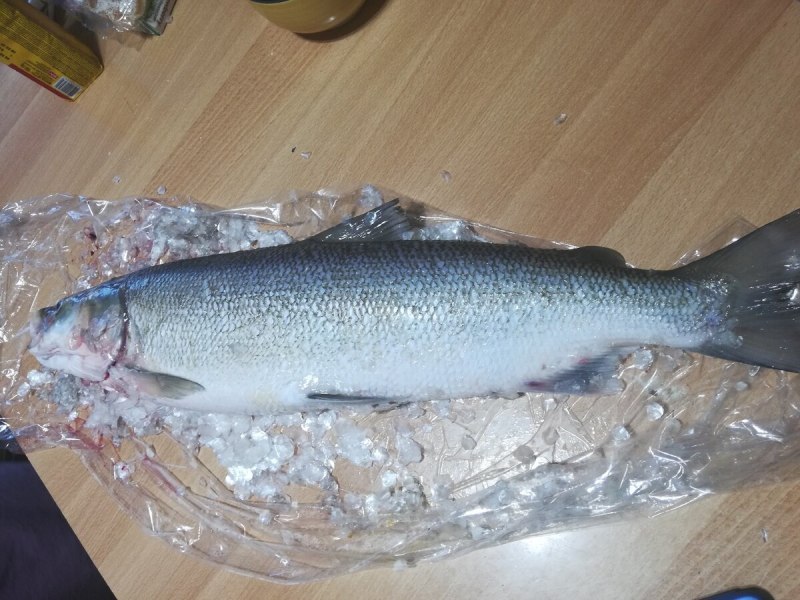 Нельма (Stenodus leucichthys)
