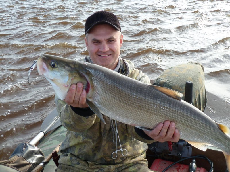 Нельма (Stenodus leucichthys)
