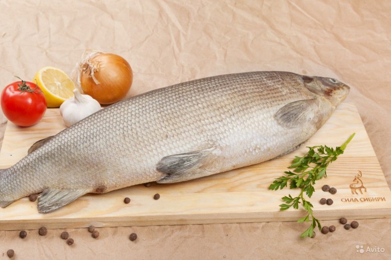 Белорыбица - Stenodus leucichthys (