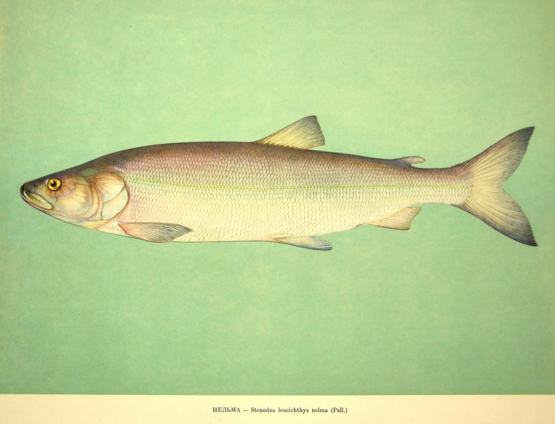Нельма Stenodus leucichthys Nelma